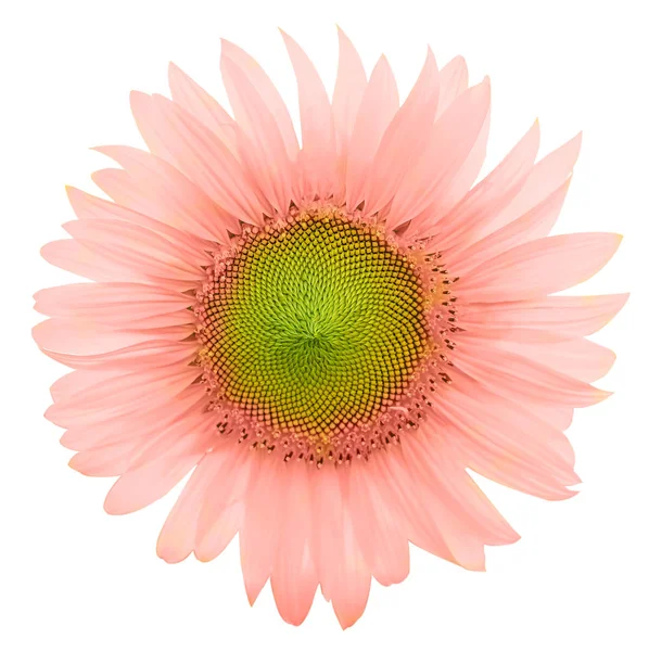 çiçekler parlak bir gökyüzü karşı çiçek açan, beyaz arka plan müziği üzerinde ayçiçeği