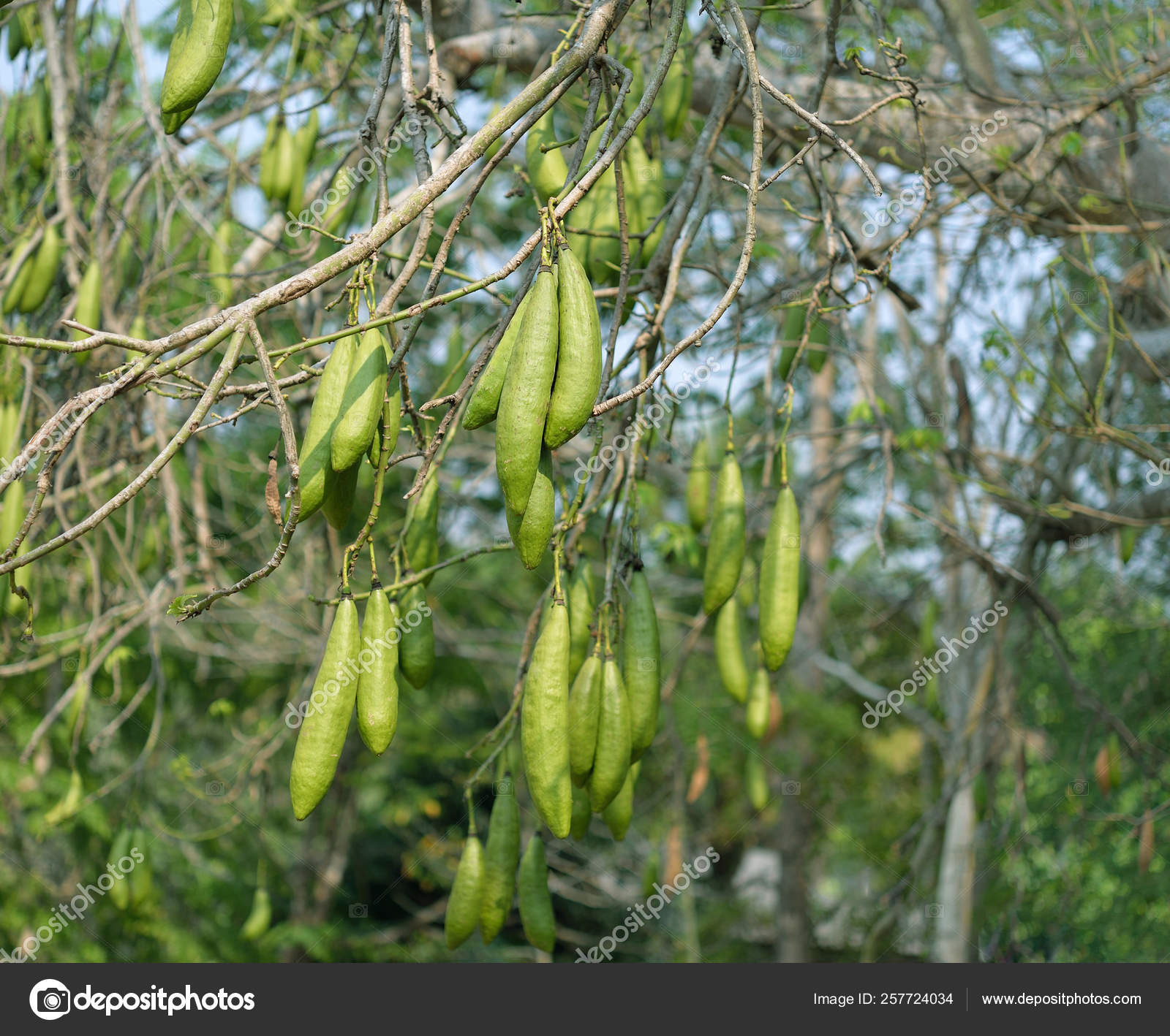 Kapok Wite Silk Cotton Tree Ceiba Pentandra Stock Photo Image By C Siriratsavett Yahoo Com Kapok Wite Silk Cotton Tree Ceiba Pentandra Stock Photo Image By C Siriratsavett Yahoo Com