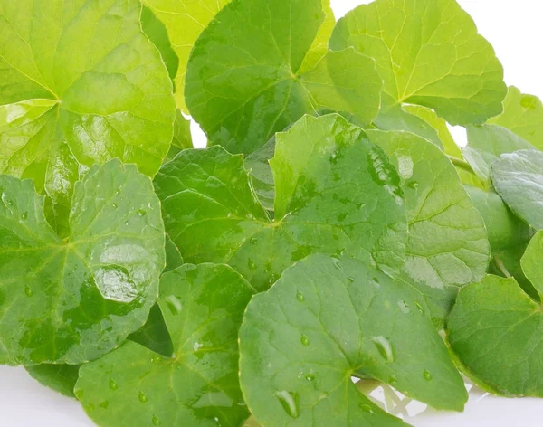 Centella asiatica, Asya Pennywort (Centella asiatica (Linn.) 