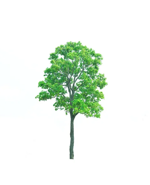 Μεγάλο πράσινο δέντρο σε λευκό φόντο. — Φωτογραφία Αρχείου