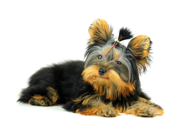 Yorkshire Terrier Isoliert Auf Weißem Hintergrund — Stockfoto