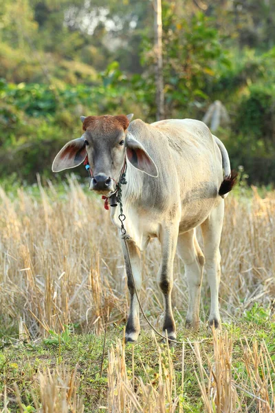 牛のフィールドに薄い牛の強い — ストック写真