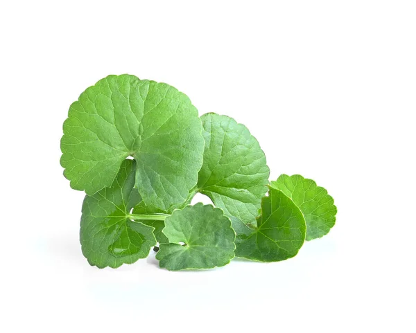 Centella asiatica(Linn. ), Asya Pennywort iznine ayrıldı; Gotu Kola beyaz arka planda ayrıldı