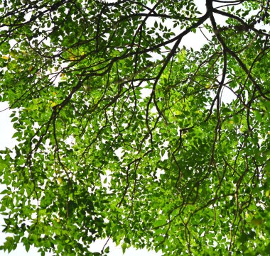 Yeşil ağaç bahçede beyaz üzerinde bırakır; açık gökyüzü.