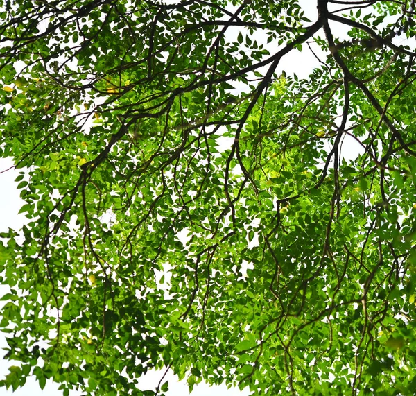 Zielone Drzewo Pozostawić Białym Ogrodzie Czyste Niebo — Zdjęcie stockowe