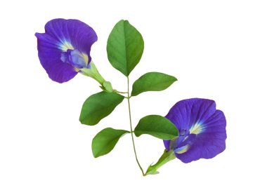 Beyaz arka planda izole edilmiş güzel kelebek şekilli bezelye çiçeklerine yakın plan..