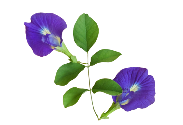 Şeffaf bir şekilde izole edilmiş, güzel, farklı şekilli kelebek bezelyesi çiçekleri..