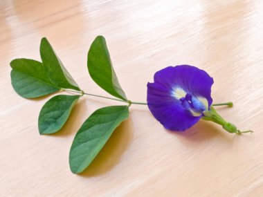 Güzel şekilli bezelye çiçekleri ve ahşap arka planda yapraklar...