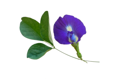 Farklı şekilli güzel kelebek bezelye çiçekleri şeffaf bir şekilde izole edilmiş..