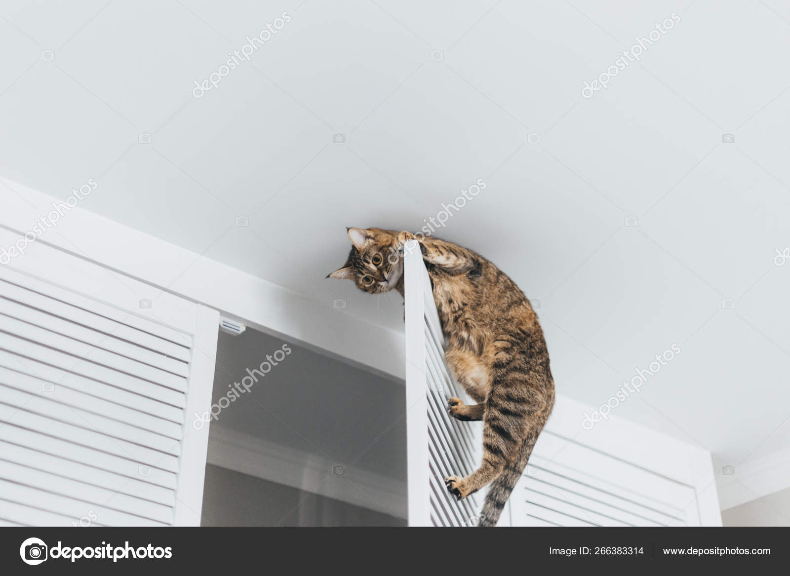 Close Up Cat Hanging On The Door Of The Closet Near The