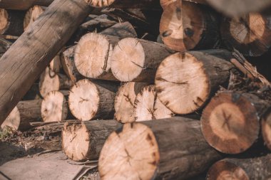 Yakın kesim ağaçlar, kütük kabinler, günlükler bir demet yalan