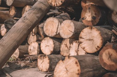 Yakın kesim ağaçlar, kütük kabinler, günlükler bir demet yalan