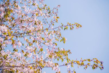Yakın sakura çiçek, kiraz çiçeği, bulanık kiraz ağacı 