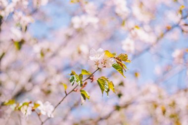 Yakın sakura çiçek, kiraz çiçeği, bulanık kiraz ağacı 