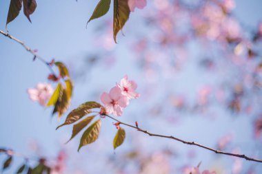 Yakın sakura çiçek, kiraz çiçeği, bulanık kiraz ağacı 