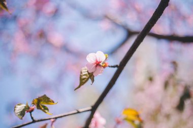 Yakın sakura çiçek, kiraz çiçeği, bulanık kiraz ağacı 