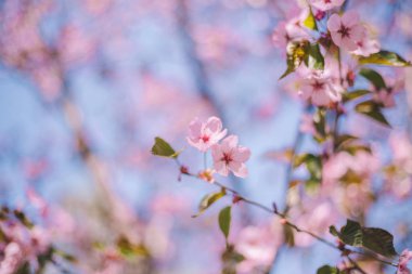 Yakın sakura çiçek, kiraz çiçeği, bulanık kiraz ağacı 