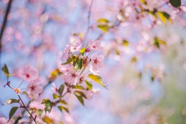 Yakın sakura çiçek, kiraz çiçeği, bulanık kiraz ağacı 