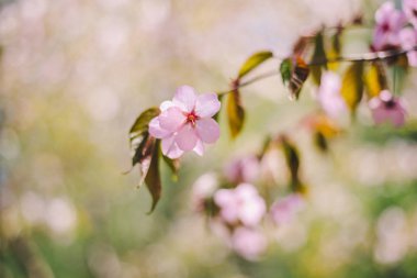 Yakın sakura çiçek, kiraz çiçeği, bulanık kiraz ağacı 