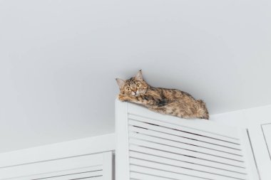 Kedi sıkışmış ve cei yakın dolaba kapısında oturur
