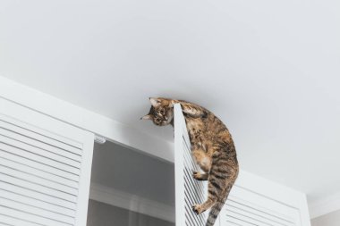 Tavana yakın dolabın kapısında asılı yakın çekim kedi 