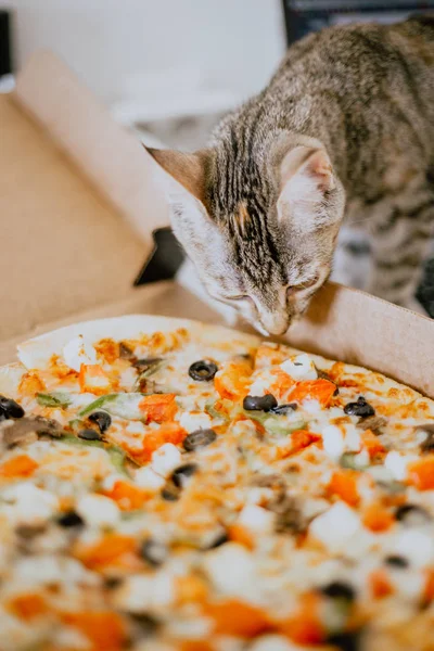 Närbild kattunge sniffar pizza — Stockfoto