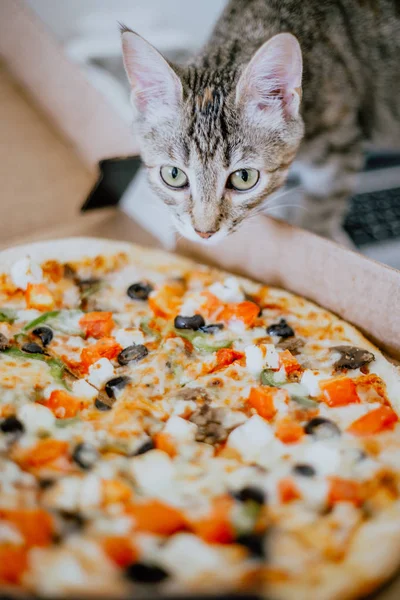 Närbild kattunge sniffar pizza — Stockfoto