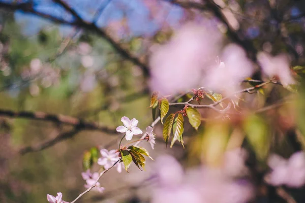 Feche a flor de sakura, flor de cereja, árvore de cereja em um borrado — Fotografia de Stock