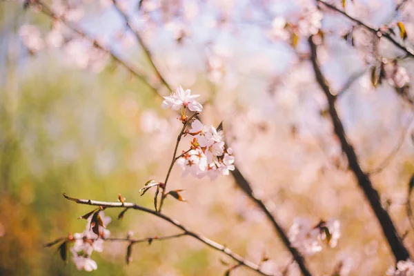 Yakın sakura çiçek, kiraz çiçeği, bulanık kiraz ağacı 