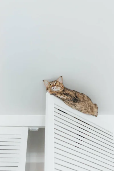 De kat zit vast en zit op de deur van de kast in de buurt van de CEI — Stockfoto