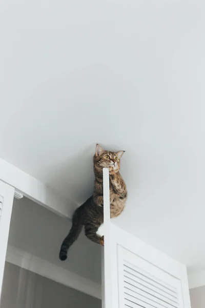 Die Katze steckt fest und sitzt auf der Tür des Schrankes in der Nähe der cei — Stockfoto
