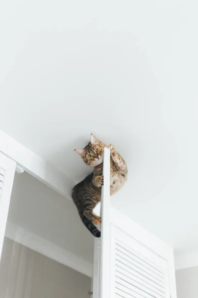 The cat is stuck and sits on the door of the closet near the cei — Stock Photo, Image