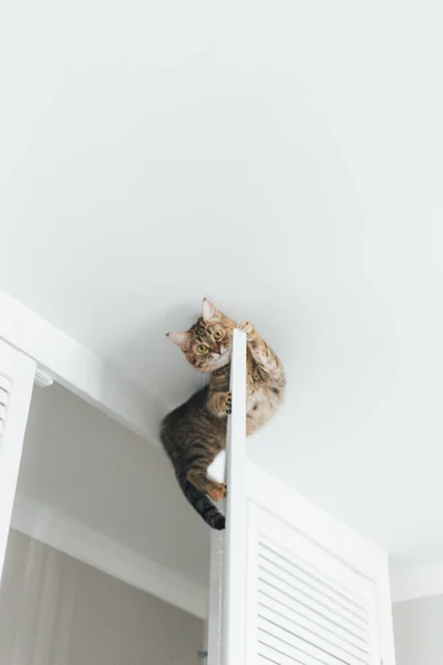 Kedi sıkışmış ve cei yakın dolaba kapısında oturur