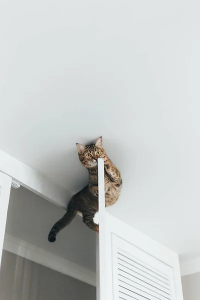 Кот застрял и сидит на двери шкафа рядом с cei — стоковое фото