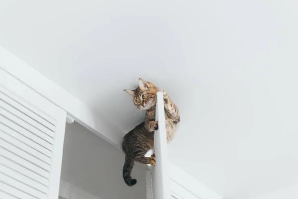 O gato está preso e se senta na porta do armário perto do cei — Fotografia de Stock