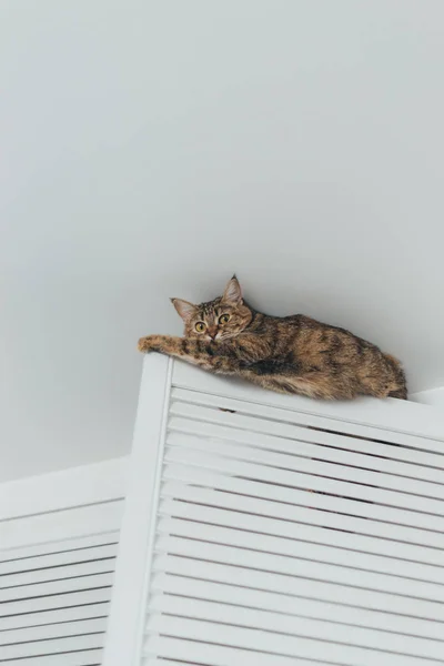 Кот застрял и сидит на двери шкафа рядом с cei — стоковое фото
