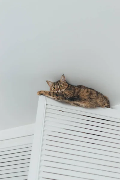 Kedi sıkışmış ve cei yakın dolaba kapısında oturur