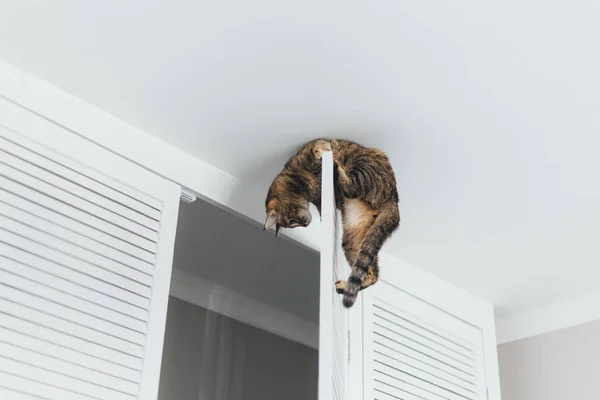 Närbild katt hängande på dörren till garderoben nära taket — Stockfoto