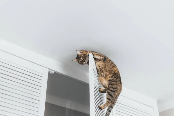 Close-up cat hanging on the door of the closet near the ceiling — Stock Photo, Image