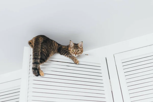 Kedi sıkışmış ve cei yakın dolaba kapısında oturur — Stok fotoğraf