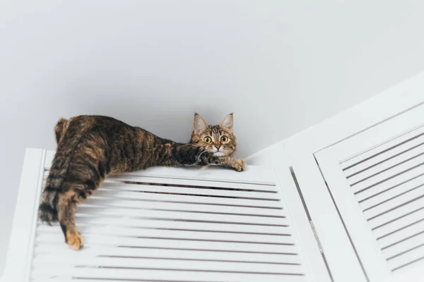 Kedi sıkışmış ve cei yakın dolaba kapısında oturur — Stok fotoğraf