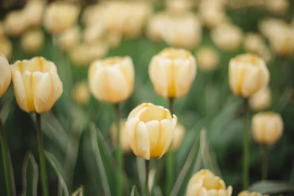 Gros plan fleurs de tulipes jaunes dans le parc — Photo