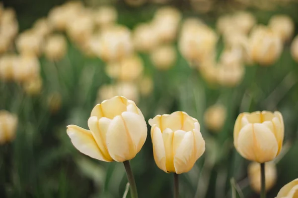 Gros plan fleurs de tulipes jaunes dans le parc — Photo