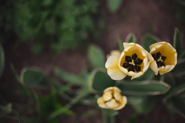 Крупним планом жовті тюльпани квіти в парку — стокове фото