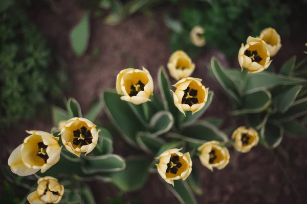 Gros plan fleurs de tulipes jaunes dans le parc — Photo
