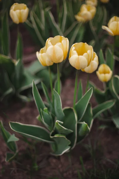 Close-up yellow tulips flowers in the park — Stock Photo, Image