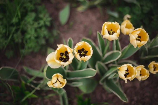 Gros plan fleurs de tulipes jaunes dans le parc — Photo