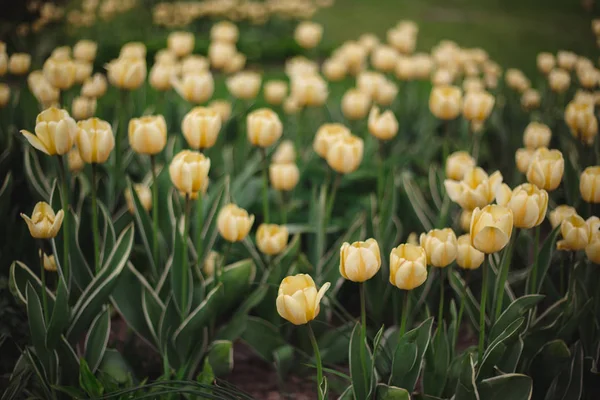 Крупним планом жовті тюльпани квіти в парку — стокове фото
