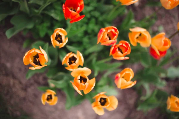 Gros plan de fleurs de tulipes jaunes et rouges multicolores dans le pa — Photo