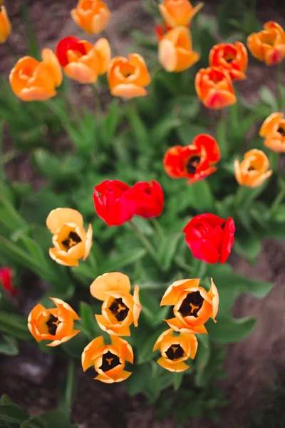 Крупним планом різнокольорові жовті і червоні тюльпани квіти в па — стокове фото